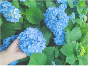 蒙蒙細雨繡球花(huā)